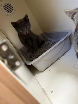 A baby small-sized female Domestic Short Hair cat named Maeve for adoption in Pequot Lakes, MN