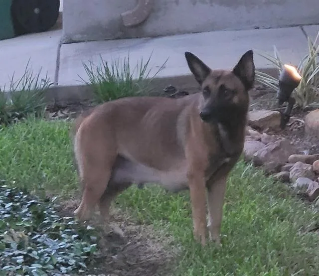 An adult medium-sized female German Shepherd Dog dog named Cupcake for adoption in San Antonio, TX