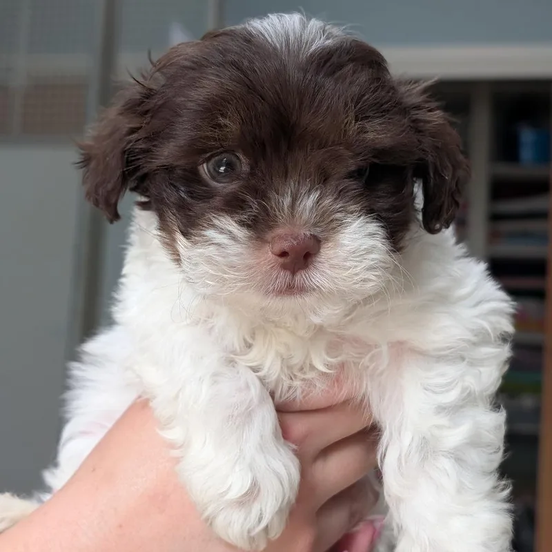 A baby small-sized male Brown / Chocolate Shih Tzu dog named Slinky for adoption in Deerfield, IL