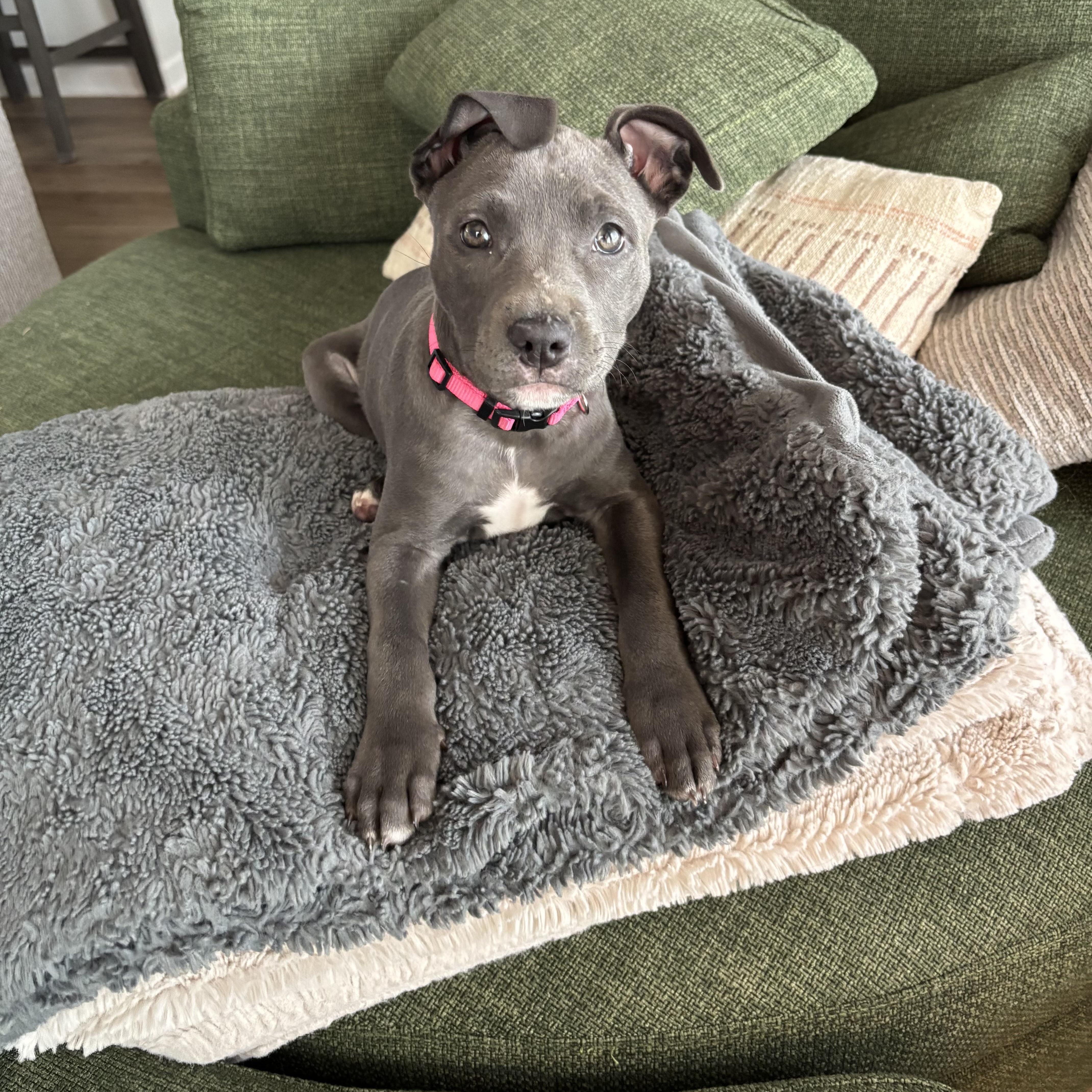 A baby medium-sized female Pit Bull Terrier dog named Nami for adoption in Charlotte, NC