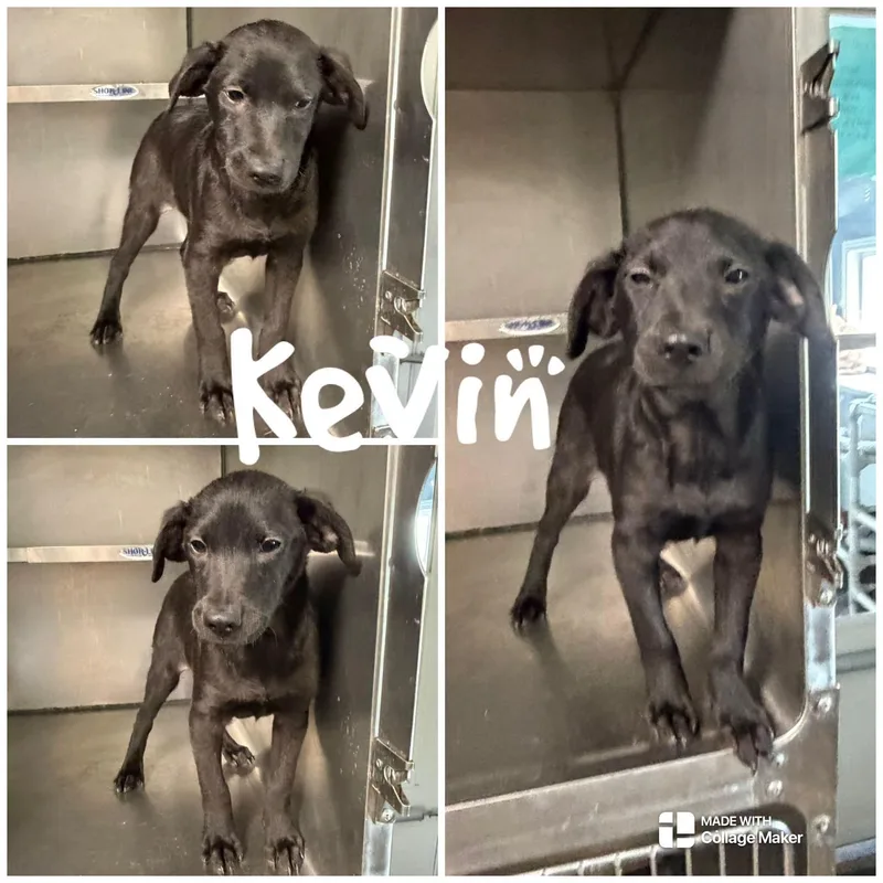 A young medium-sized male Black Terrier dog named Kevin for adoption in Saint James, MO