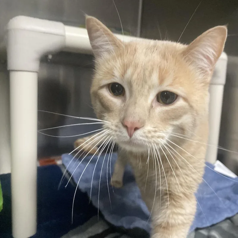 An adult medium-sized male Orange / Red Domestic Short Hair cat named Hamster for adoption in Canastota, NY