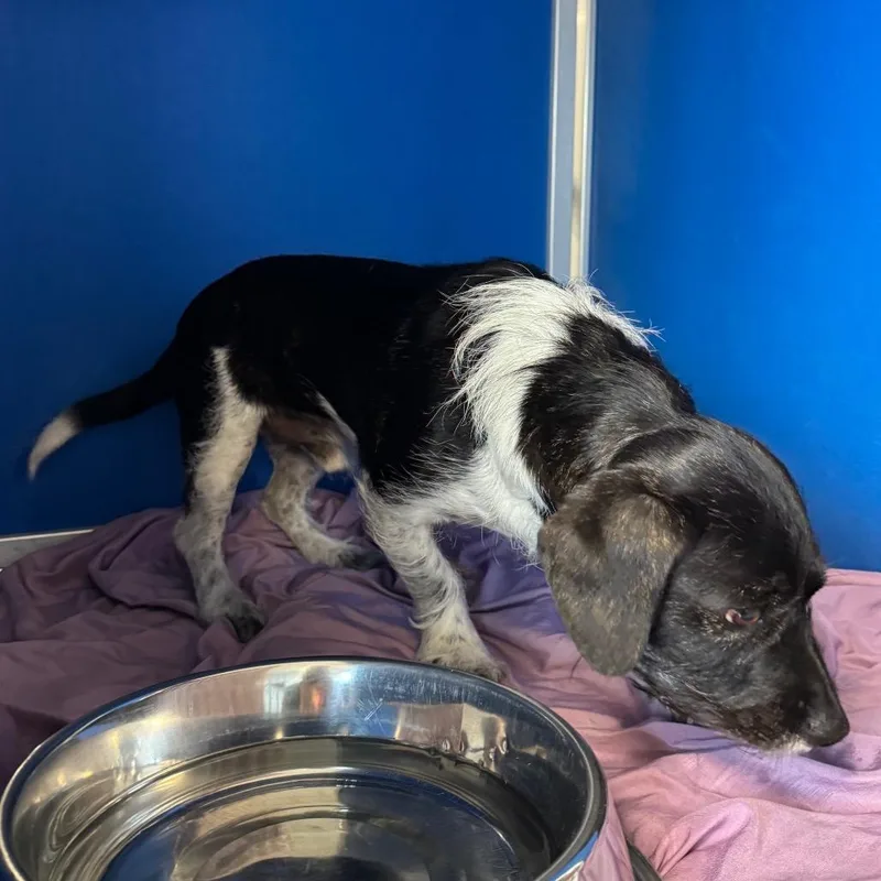 An adult small-sized male Mixed Breed dog named Domino for adoption in Las Cruces, NM