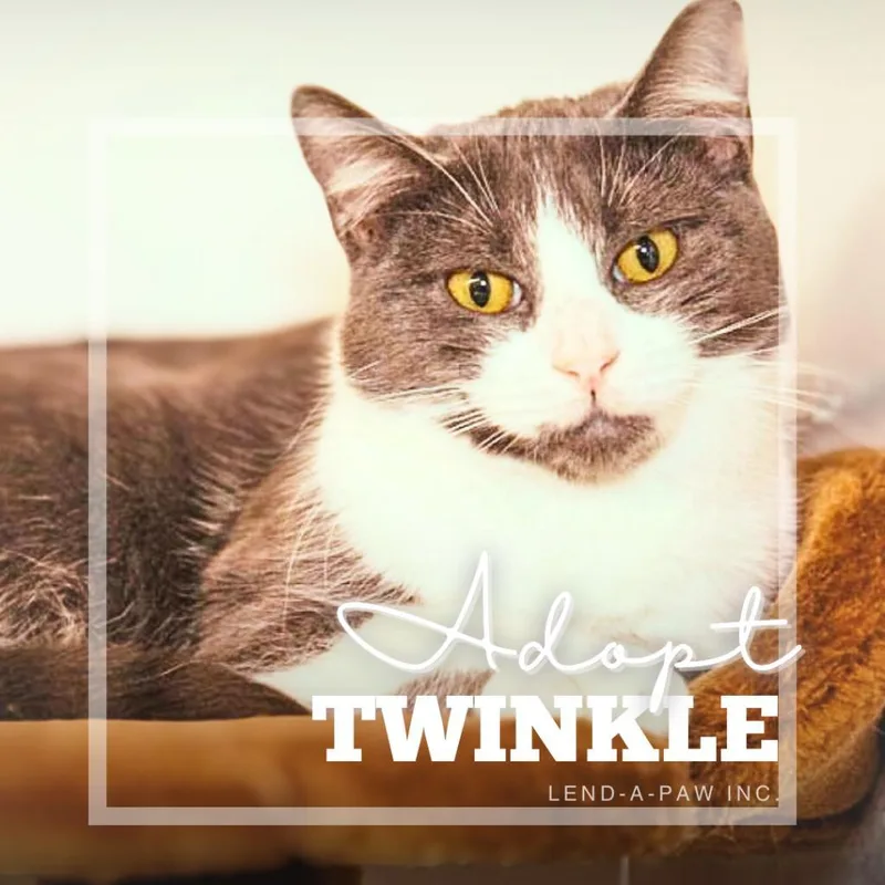 Twinkle thumbnail 3