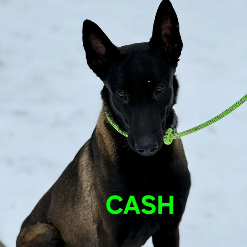 Cash