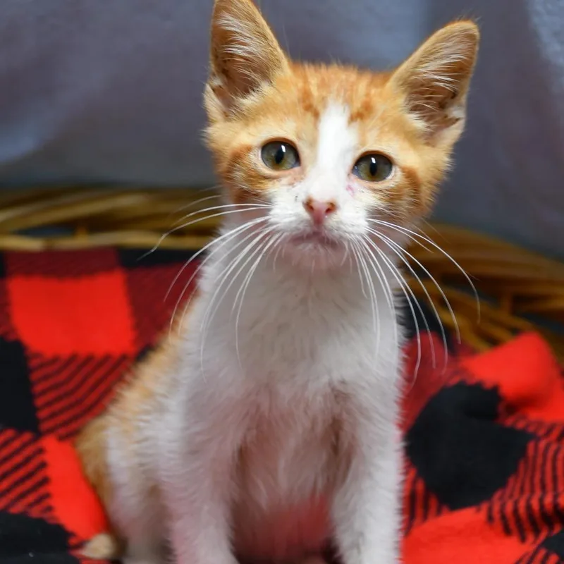 A baby small-sized male Orange / Red Domestic Short Hair cat named Chip for adoption in Beaumont, TX