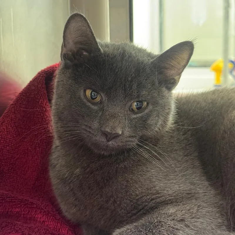 A young medium-sized male Gray / Blue / Silver Domestic Short Hair cat named Harvest for adoption in York, PA
