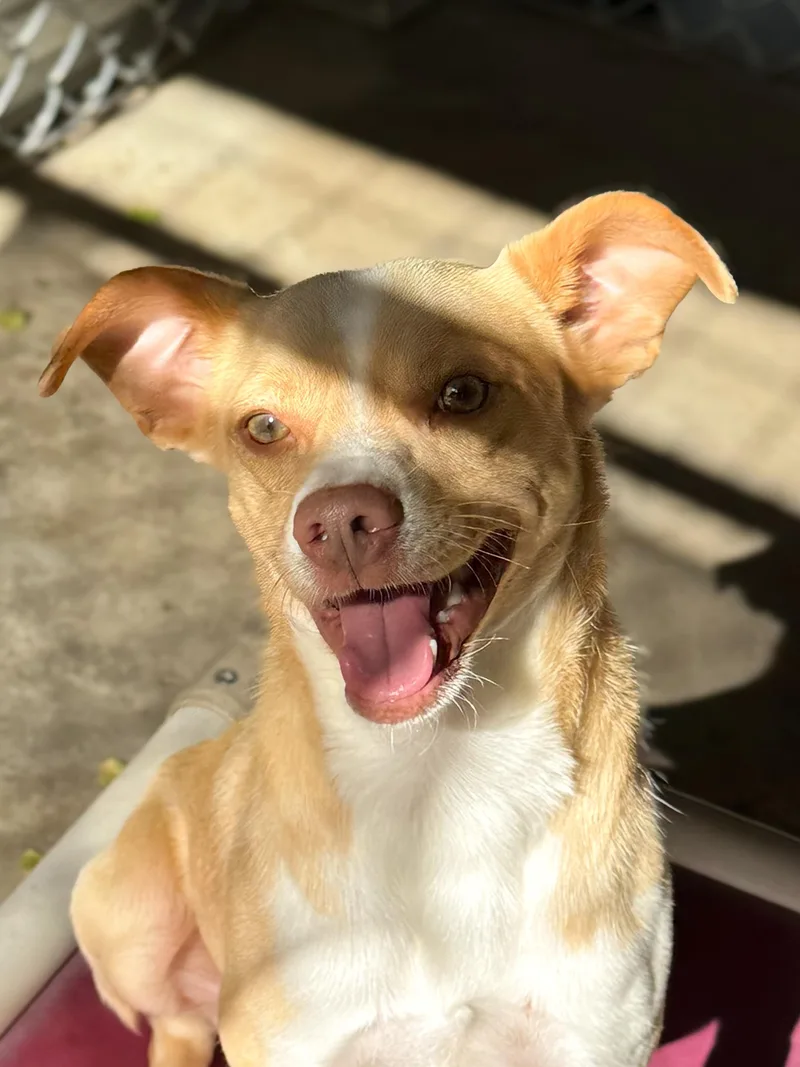 A young small-sized male Yellow / Tan / Blond / Fawn Terrier dog named Preston for adoption in Fresno, CA