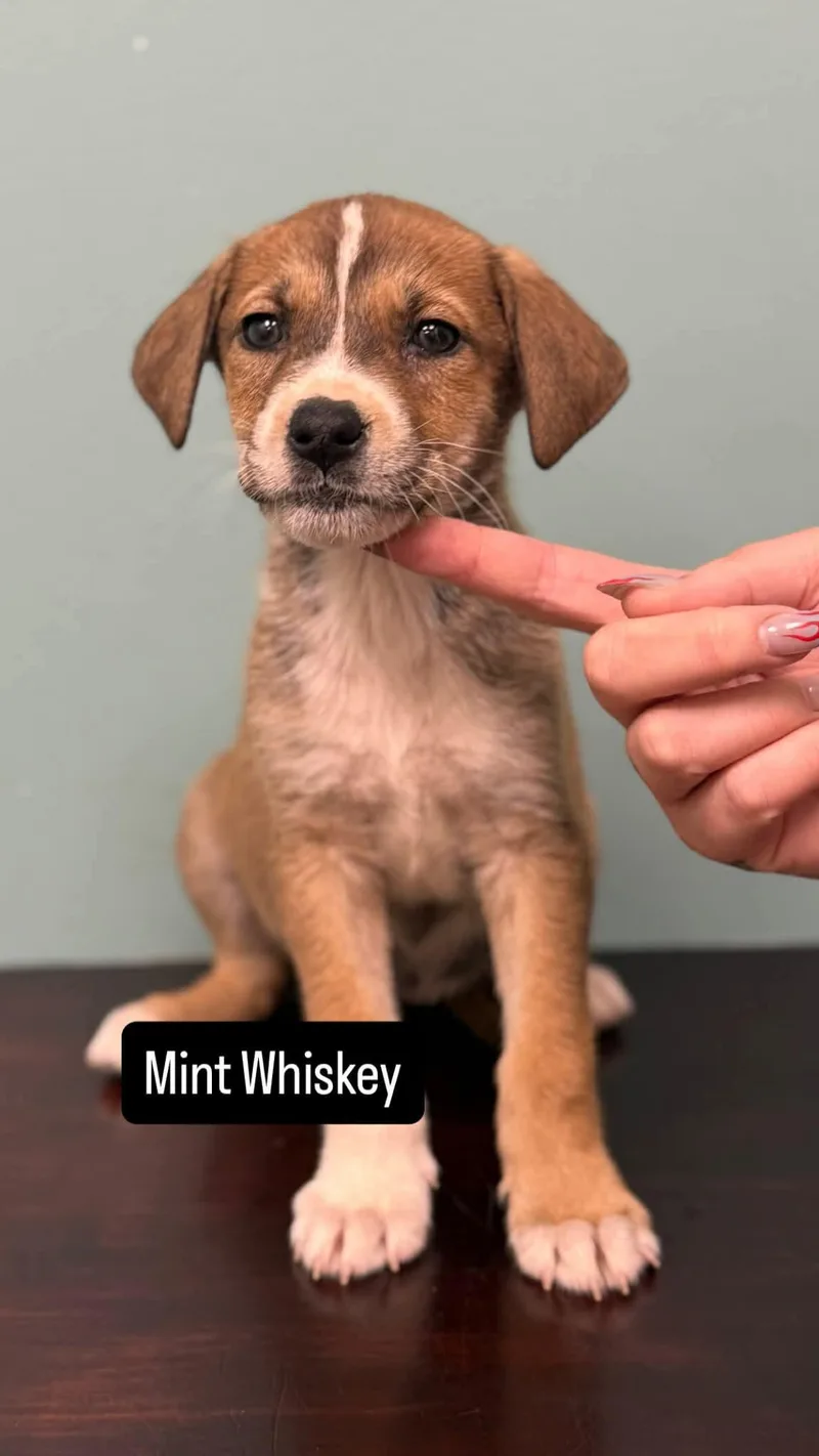 A baby medium-sized female Pit Bull Terrier dog named Mint Whiskey for adoption in Duluth, MN