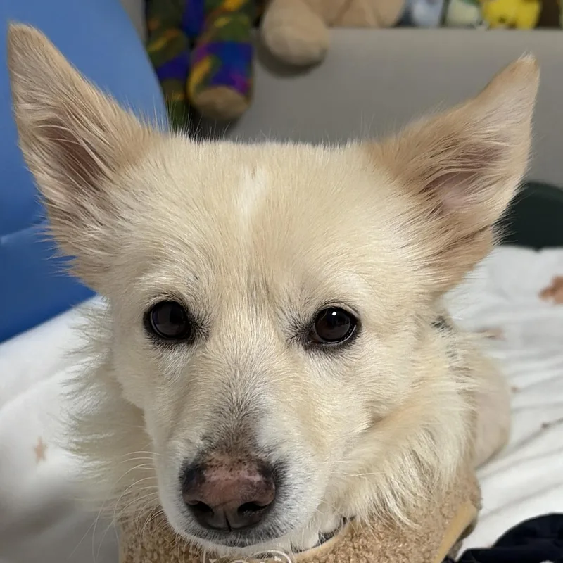 A young small-sized female Shiba Inu dog named Lielle for adoption in DANVERS, MA