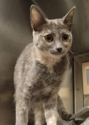 A senior medium-sized female Buff / Tan / Fawn Domestic Short Hair cat named Parvati for adoption in Wichita, KS
