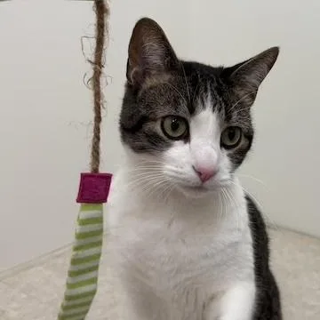 A young medium-sized male White Domestic Short Hair cat named Milo for adoption in Minneapolis, MN