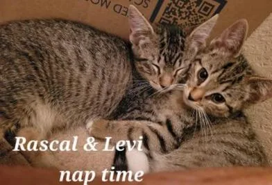 Levi