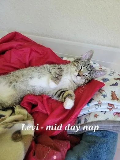Levi thumbnail 2