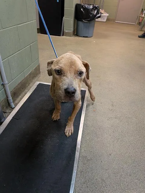 A young medium-sized male Mixed Breed dog named Zephyr for adoption in Jacksonville, FL