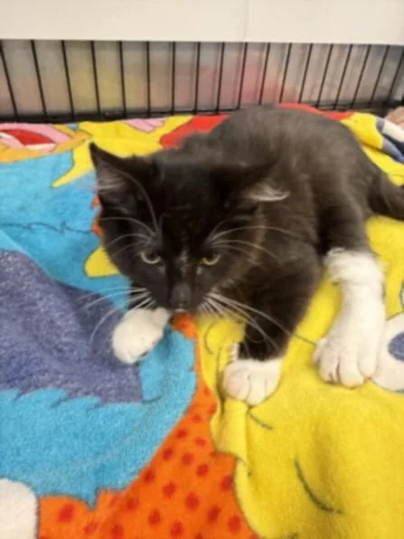 A baby small-sized male Domestic Medium Hair cat named Kuko for adoption in Van Nuys, CA