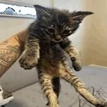 A baby small-sized male Brown / Chocolate Domestic Short Hair cat named Gleam for adoption in New Port Richey, FL