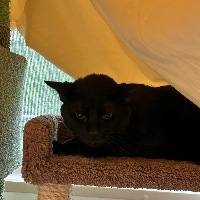 An adult large-sized male Black Domestic Short Hair cat named Peanut for adoption in Bedford, NH