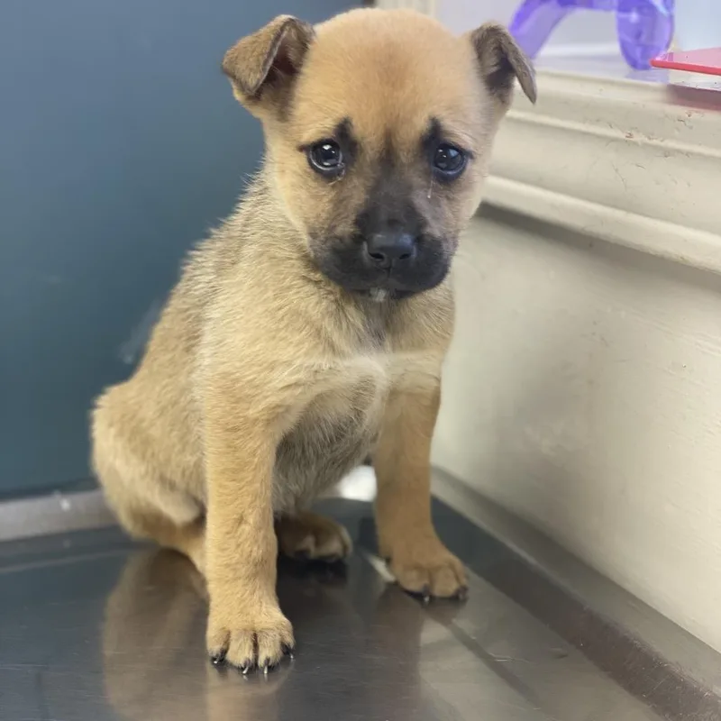 A young small-sized female Yellow / Tan / Blond / Fawn Shepherd dog named Tuscstray for adoption in Tuscaloosa, AL