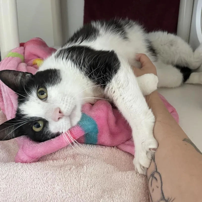 A senior large-sized male White Domestic Short Hair cat named Green Bean for adoption in Warwick, RI