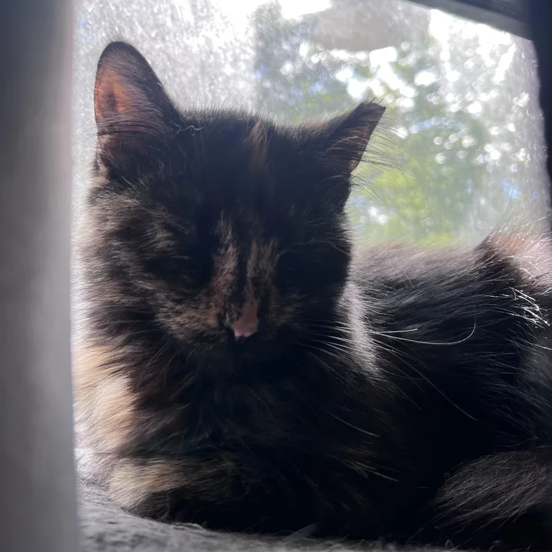 A young medium-sized female Domestic Medium Hair cat named Sarah for adoption in Milwaukee, WI
