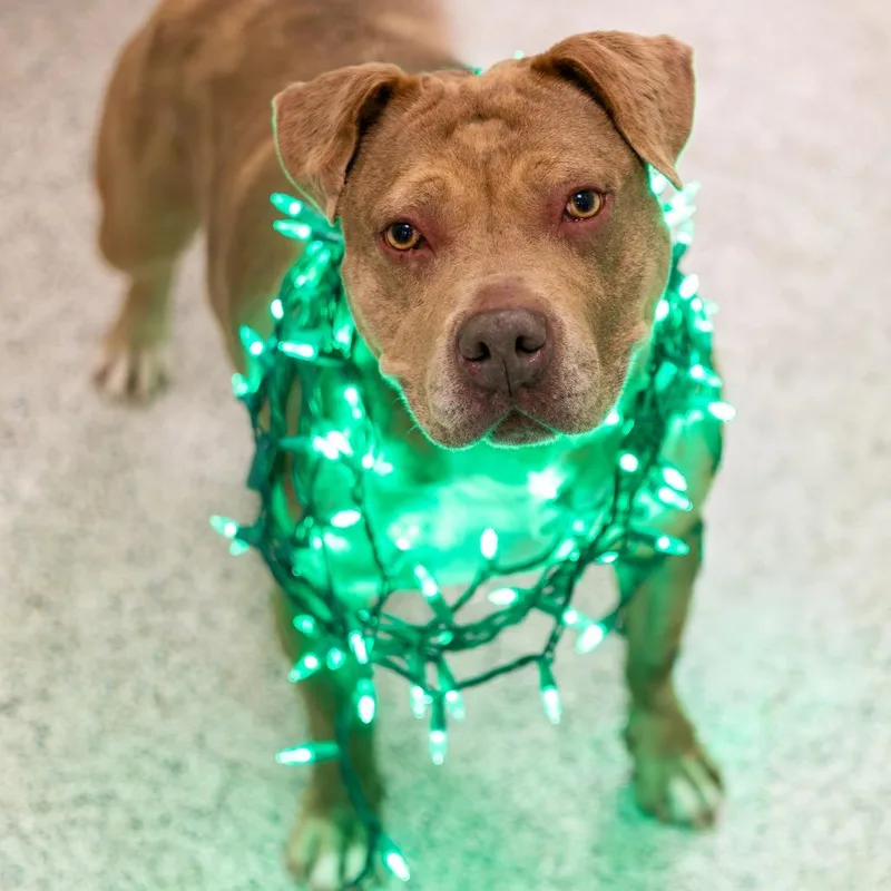 Precious thumbnail 3