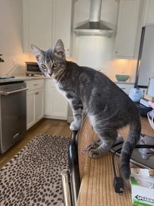 A baby small-sized female Domestic Short Hair cat named Eva for adoption in Chamblee, GA