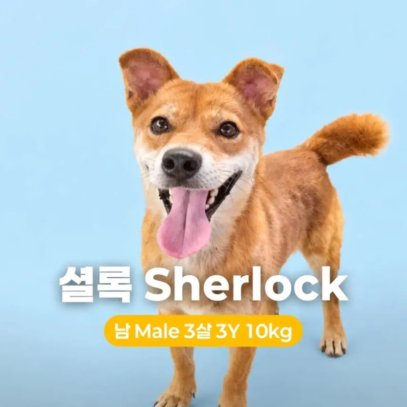 An adult small-sized male Cardigan Welsh Corgi dog named Sherlock HW+ for adoption in Northbrook, IL