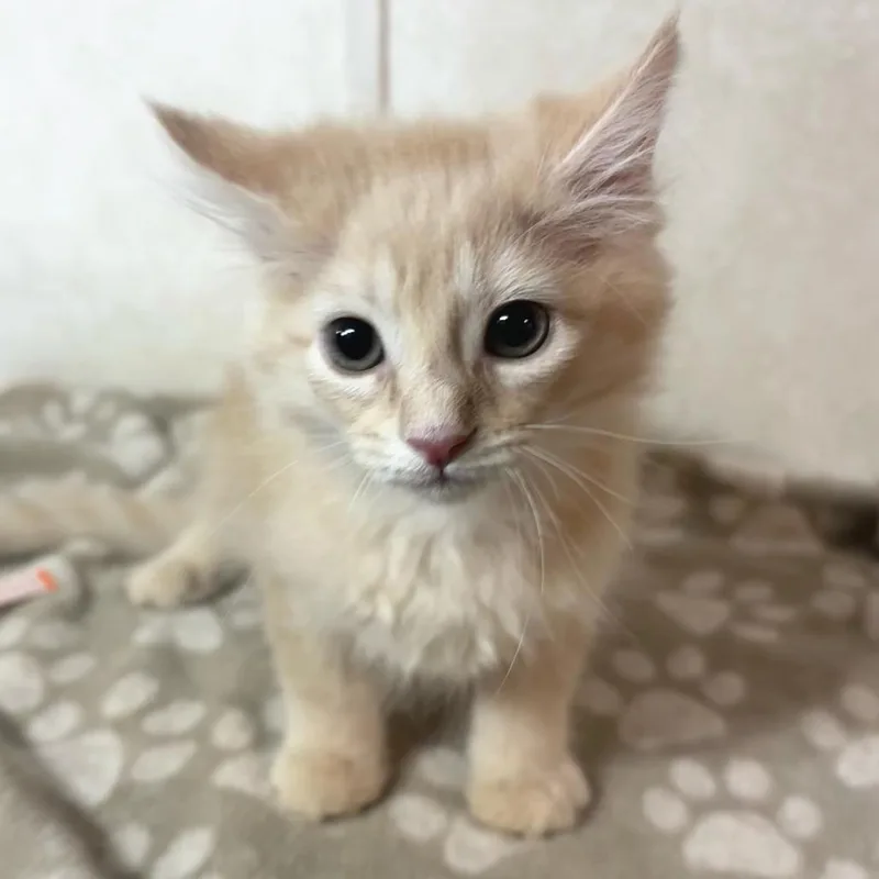 A baby small-sized male Buff / Tan / Fawn Domestic Short Hair cat named Snap for adoption in Belleville, IL