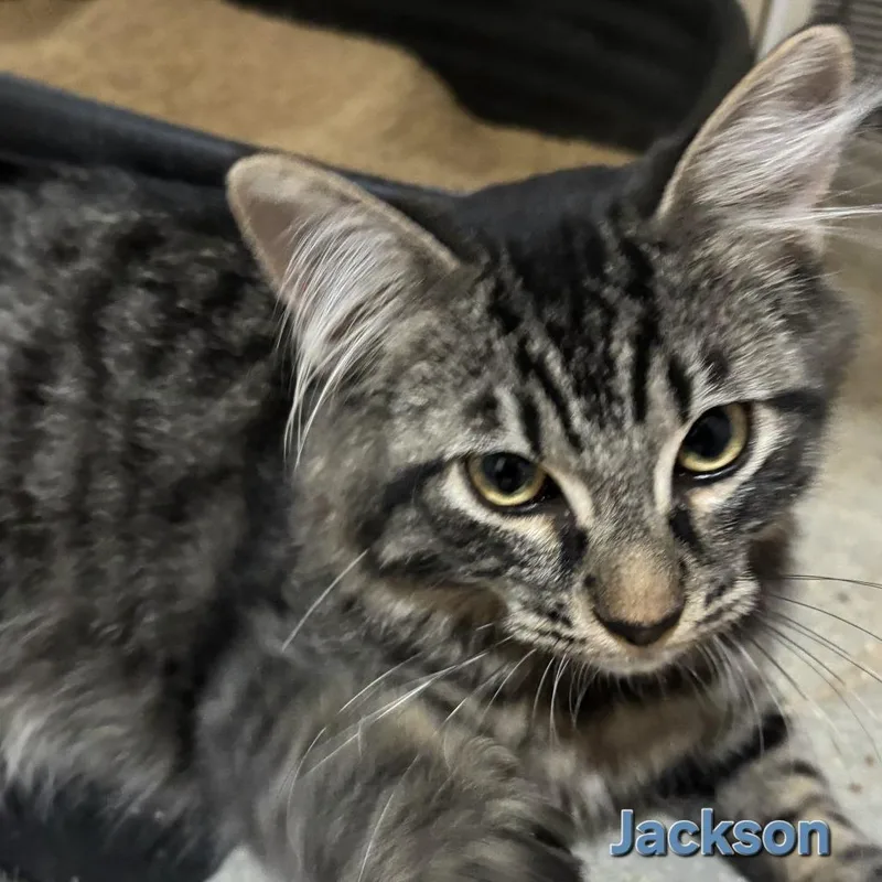 A baby small-sized male Domestic Long Hair cat named E Jackson for adoption in Centralia, WA
