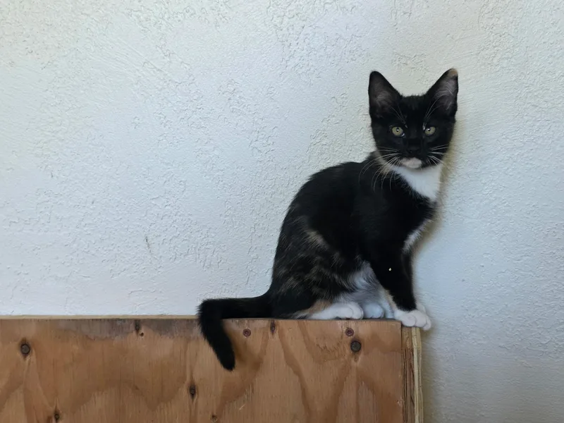 A baby medium-sized female Domestic Short Hair cat named Tourmaline for adoption in Davis, CA