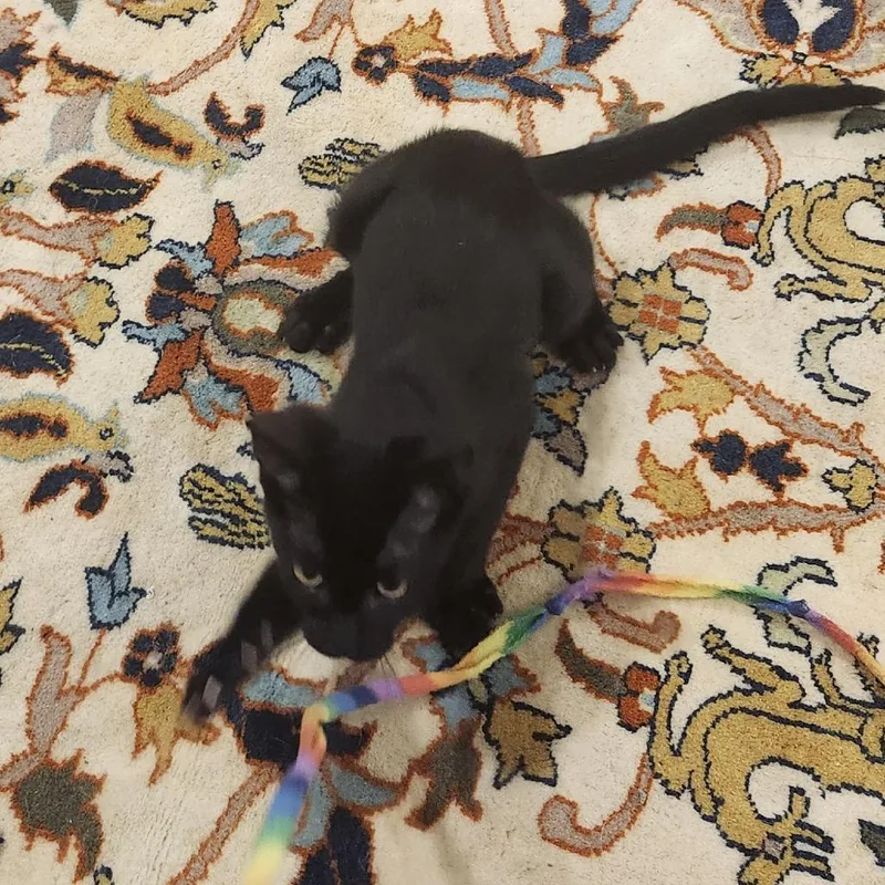A baby small-sized female Black Domestic Short Hair cat named Ballerina for adoption in South Elgin, IL