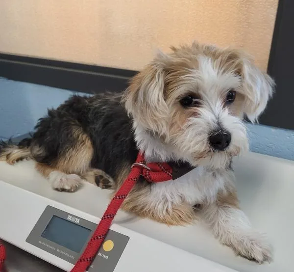 A young small-sized female Terrier dog named Pen  Jackie for adoption in Lawrenceville, GA