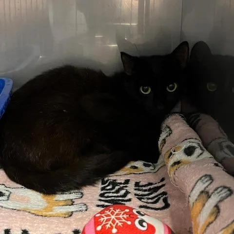 An adult medium-sized female Black Domestic Short Hair cat named Sabrina for adoption in Marble, NC