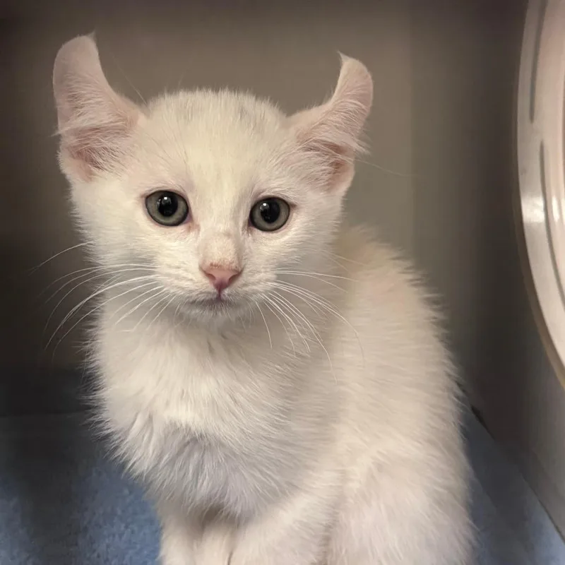 A baby small-sized male White Domestic Short Hair cat named Jose for adoption in Redwood City, CA