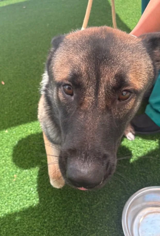 A young large-sized male German Shepherd Dog dog named Goober for adoption in Texas City, TX