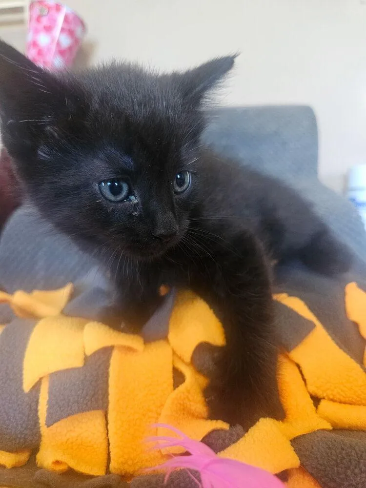A baby small-sized male Black Domestic Short Hair cat named Coal for adoption in Elyria, OH