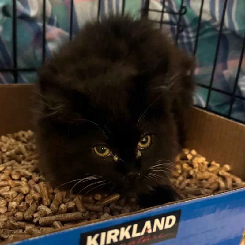 A young medium-sized female Brown / Chocolate Domestic Long Hair cat named Cosmopolitan for adoption in Spokane, WA