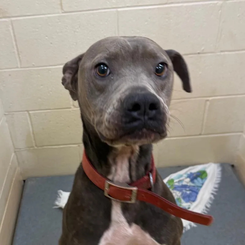 An adult medium-sized male Mixed Breed dog named Ruckus for adoption in Winston-Salem, NC