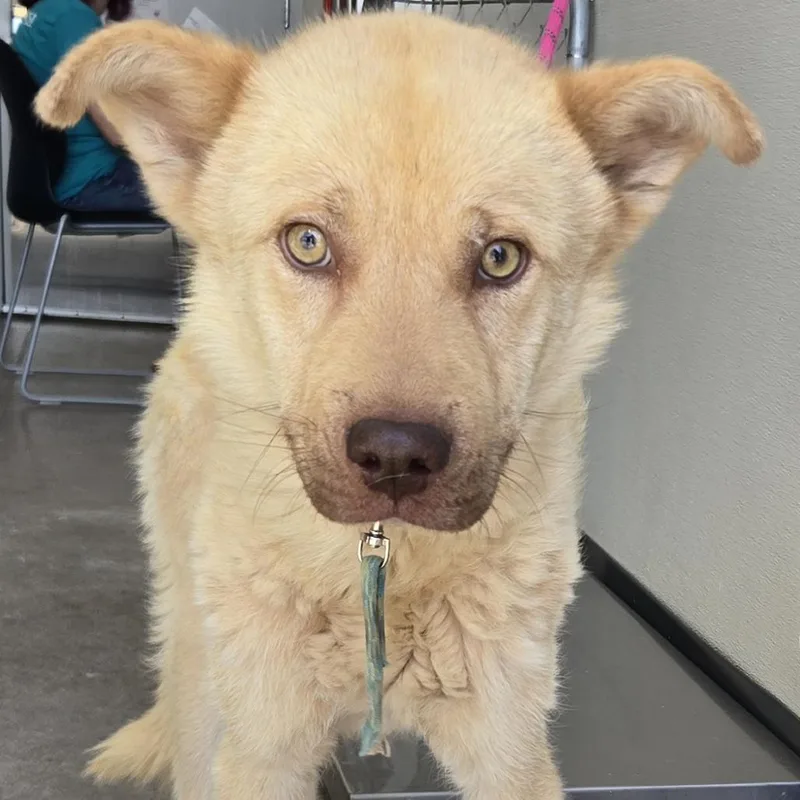A young medium-sized male Apricot / Beige Mixed Breed dog named Zephyr for adoption in Las Cruces, NM
