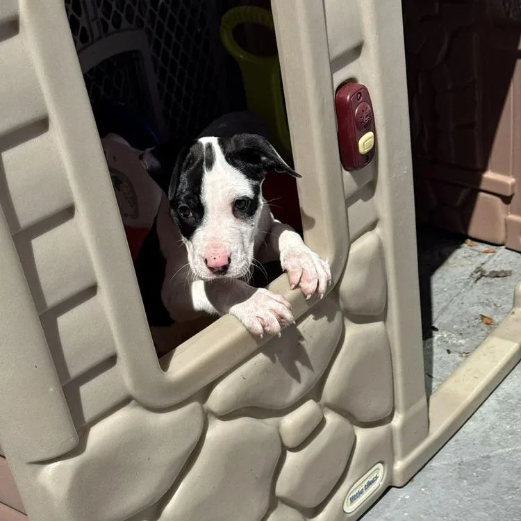 Rosalina thumbnail 2