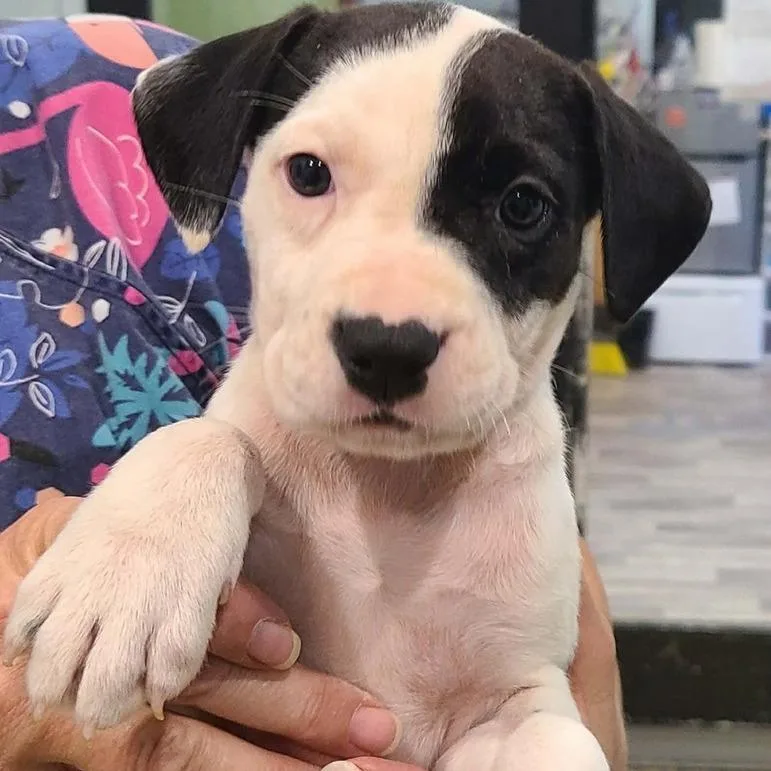 Rosalina thumbnail 4