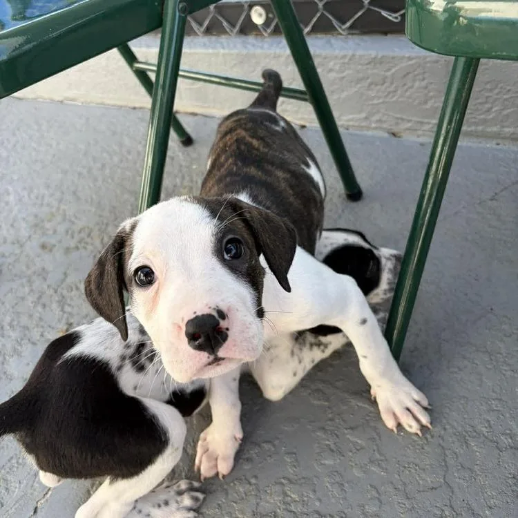 Rosalina thumbnail 5