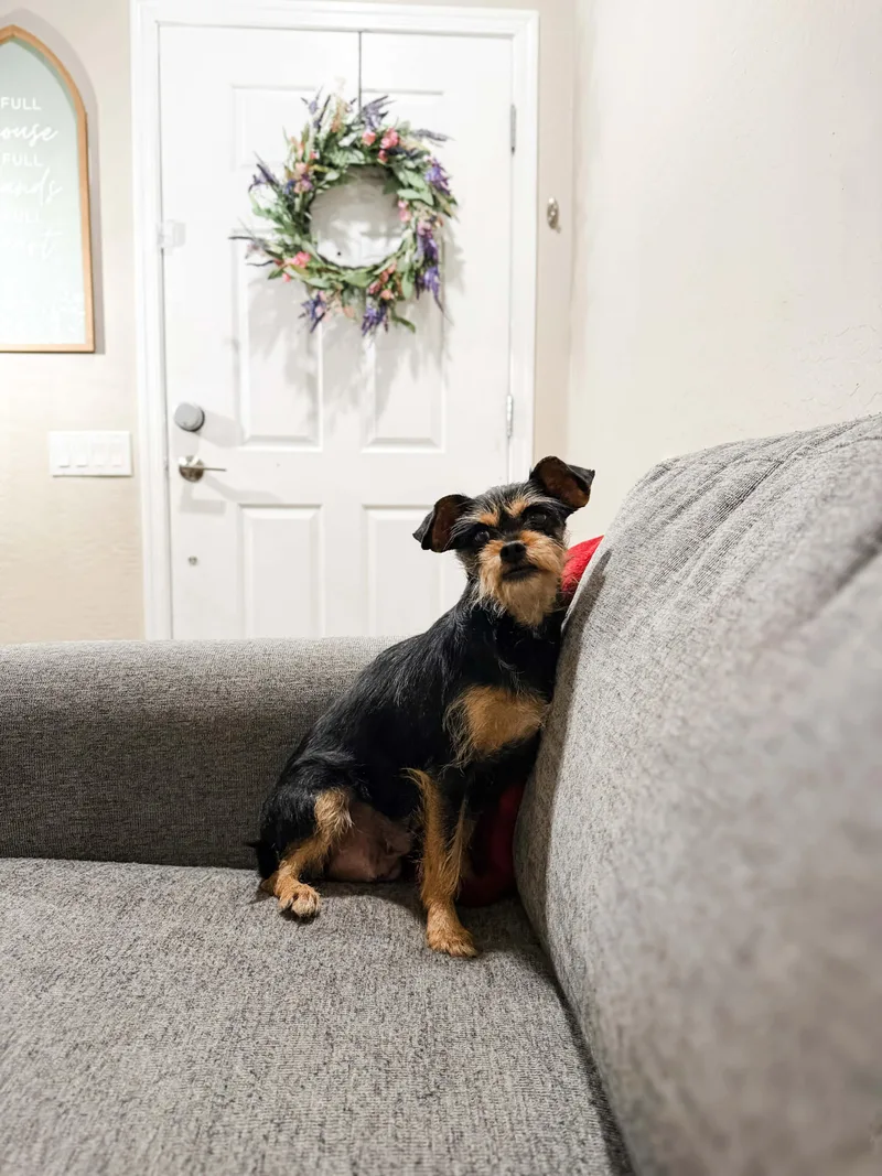 An adult small-sized female Yorkshire Terrier dog named Fanta for adoption in Goodyear, AZ