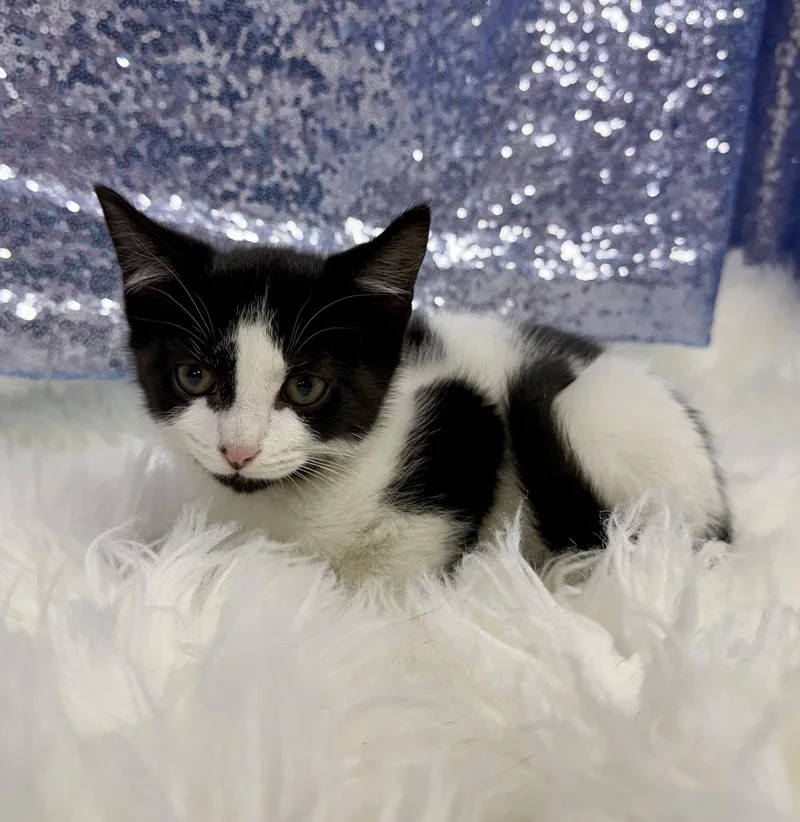 A young medium-sized male Black & White / Tuxedo Domestic Short Hair cat named Henry for adoption in Clarkesville, GA