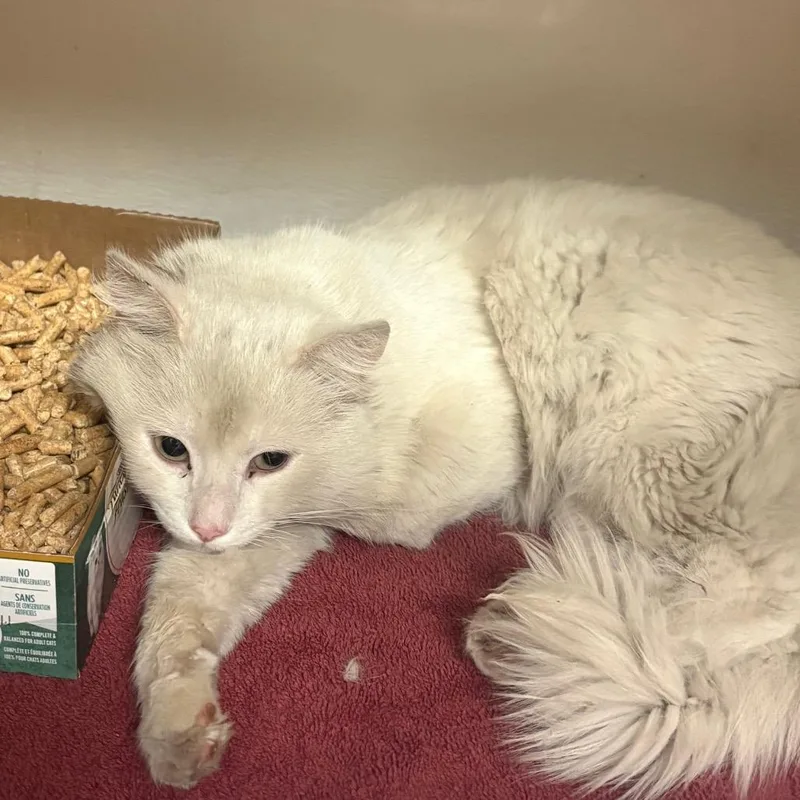 An adult medium-sized male White Domestic Medium Hair cat named Jonny Depp for adoption in Yuma, AZ