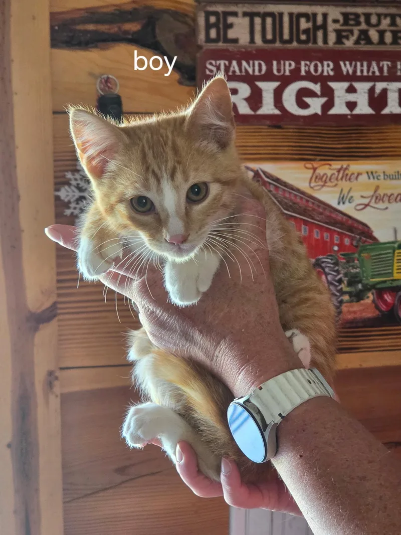 A baby small-sized male Domestic Short Hair cat named Toast for adoption in Heyburn, ID