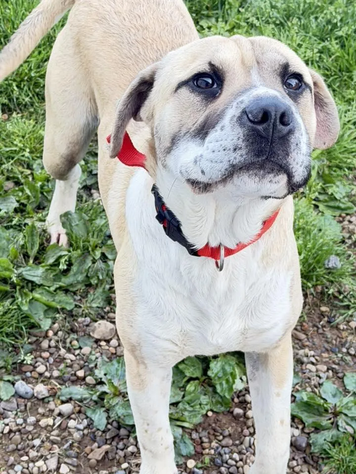 A young medium-sized male Apricot / Beige Shar-Pei dog named Bake for adoption in Millersburg, OH
