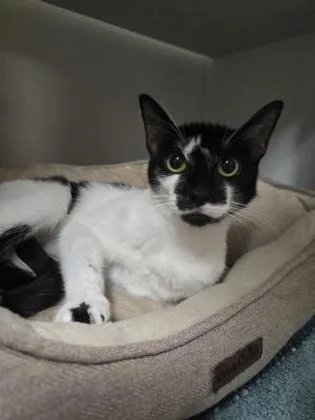 A young small-sized female Domestic Short Hair cat named Gotham for adoption in Savannah, GA