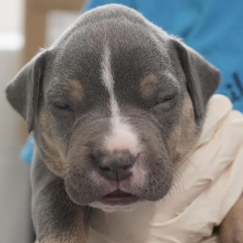 A baby small-sized male Gray / Blue / Silver Hound dog named Miami Puppy  Gummy for adoption in Fairfax Station, VA